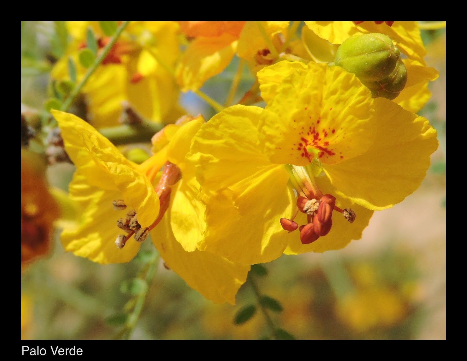Palo Verde